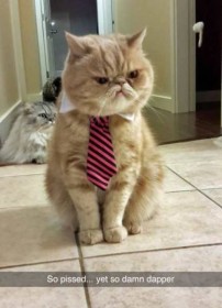 Grumpy cat ... à cravatte