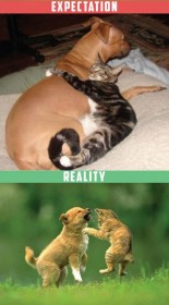 Chiens et chats, attentes vs. réalités
