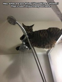 chat perché dans la douche ...