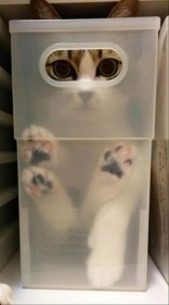 chat caché dans la caisse ... transparente !