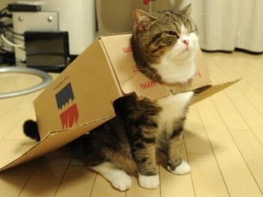 le chat tortue avec son carton sur le dos
