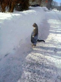 chat en salopette bleue, debout, dans la neige