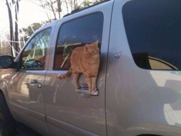 chat qui se tient sur ... une poignée de portière de voiture !