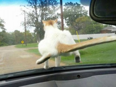 chat ... essuie glace !