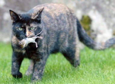 chat et sa copine souris, dans la bouche