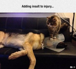 Adding insult to injury ....