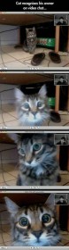 Chat à la webcam !