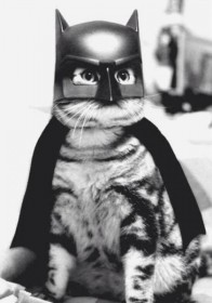 Batman, le chat !