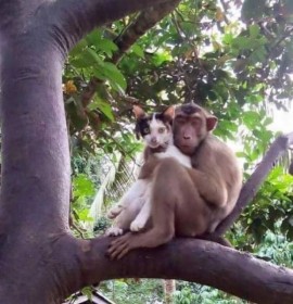 Chat copain avec un singe