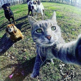 Selfie entre potes ... chats !