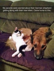 Chat et chien copains