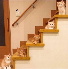 Chatons dans les escaliers