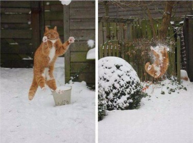 Chat bataille boules de neige