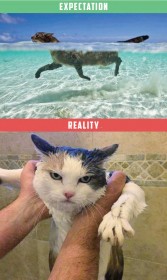 chat nageur, attentes vs. réalité