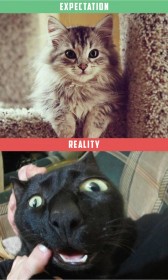 petit chat, attentes vs. réalité