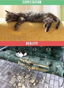 chat qui dort sur le canapé, attentes vs. réalité