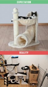 arbre à chat, attentes vs. réalité