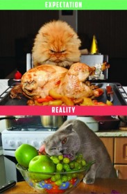 chat et gastronomie, attentes vs. réalité