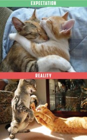 amitié entre chats, attentes vs. réalité