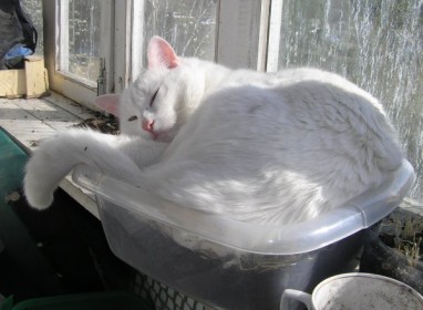 chat confortablement installé dans une petite boite transparente