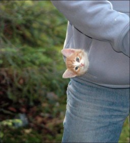 chaton dans la petite poche d'un sweatshirt