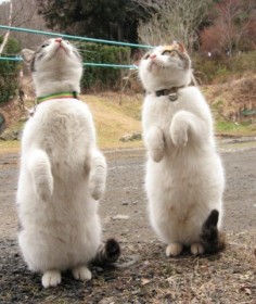 2 chats debout qui regardent en l'air