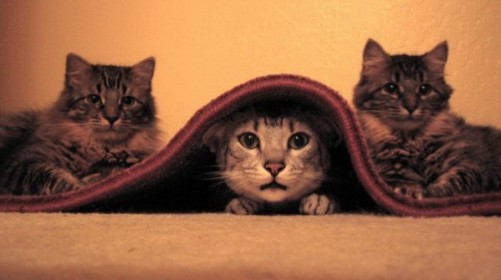3 chatons qui prennent la pose dont 1 sous le tapis
