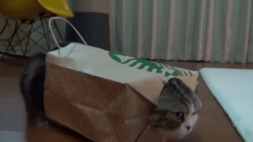 Chat qui joue avec un sac en papier ...