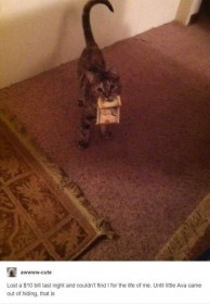 il était une fois le chaton voleur de billets ...
