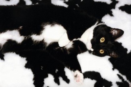 chat noir et blanc sur une peau de vache ...