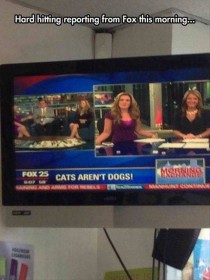 Les chats ne sont pas des chiens ! Merci Fox News on ne le savait pas !