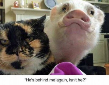 il est encore derrière moi, le cochon ...