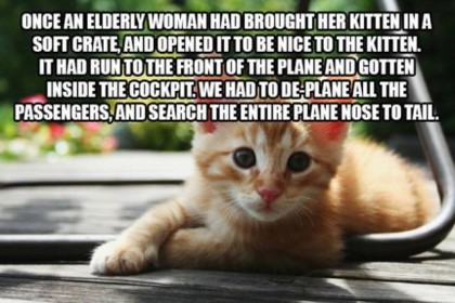 le chaton qui s'échappe et se cache dans un avion ....