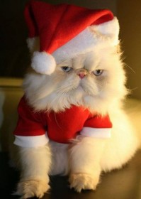 le chat Père Noël