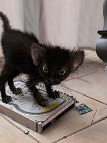 chaton noir sur un disque dur