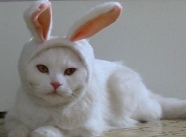 chat lapin !