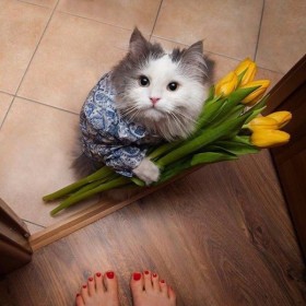 chat romantique qui livre des fleurs !