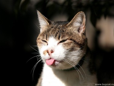 chat qui tire la langue