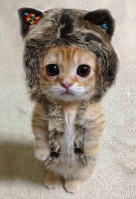 chat déguisé en ewok