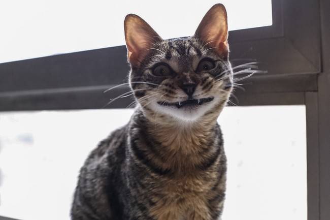 le sourire magique du chat