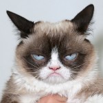 The Grumpy Cat!