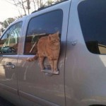 chat qui se tient sur … une poignée de portière de voiture !