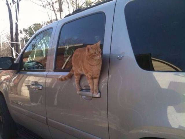 chat qui se tient sur … une poignée de portière de voiture !