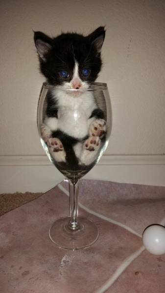 chaton dans un verre à vin