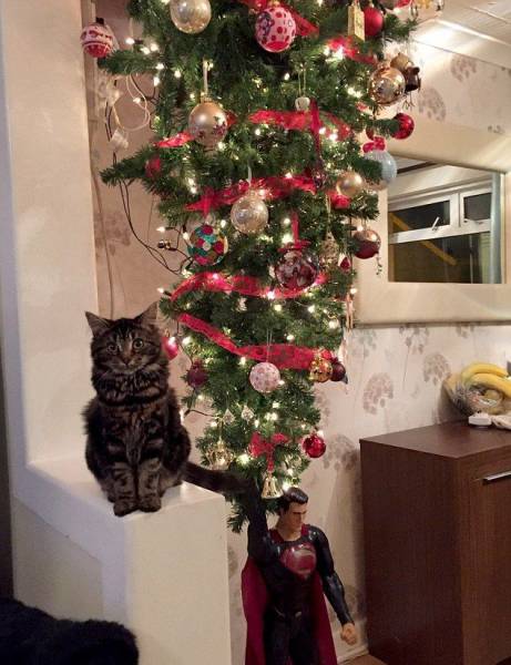 Chat qui pose à côté du sapin de Noël à l’envers
