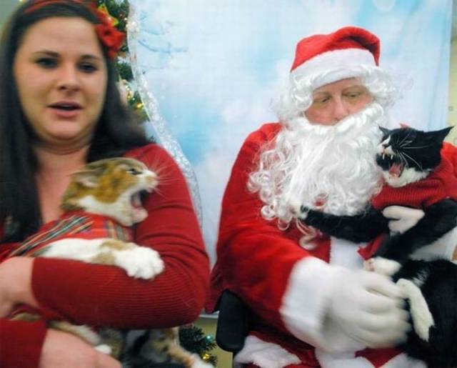 2 chats qui n’ont pas envie d’être sur la photo avec le Père Noel