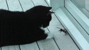 chat vs. gros insecte