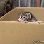 petit chaton dans un grand carton !