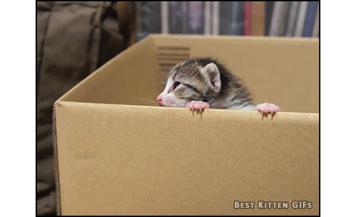 petit chaton dans un grand carton !