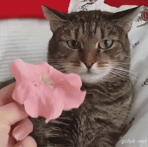 chat vs. fleur rose